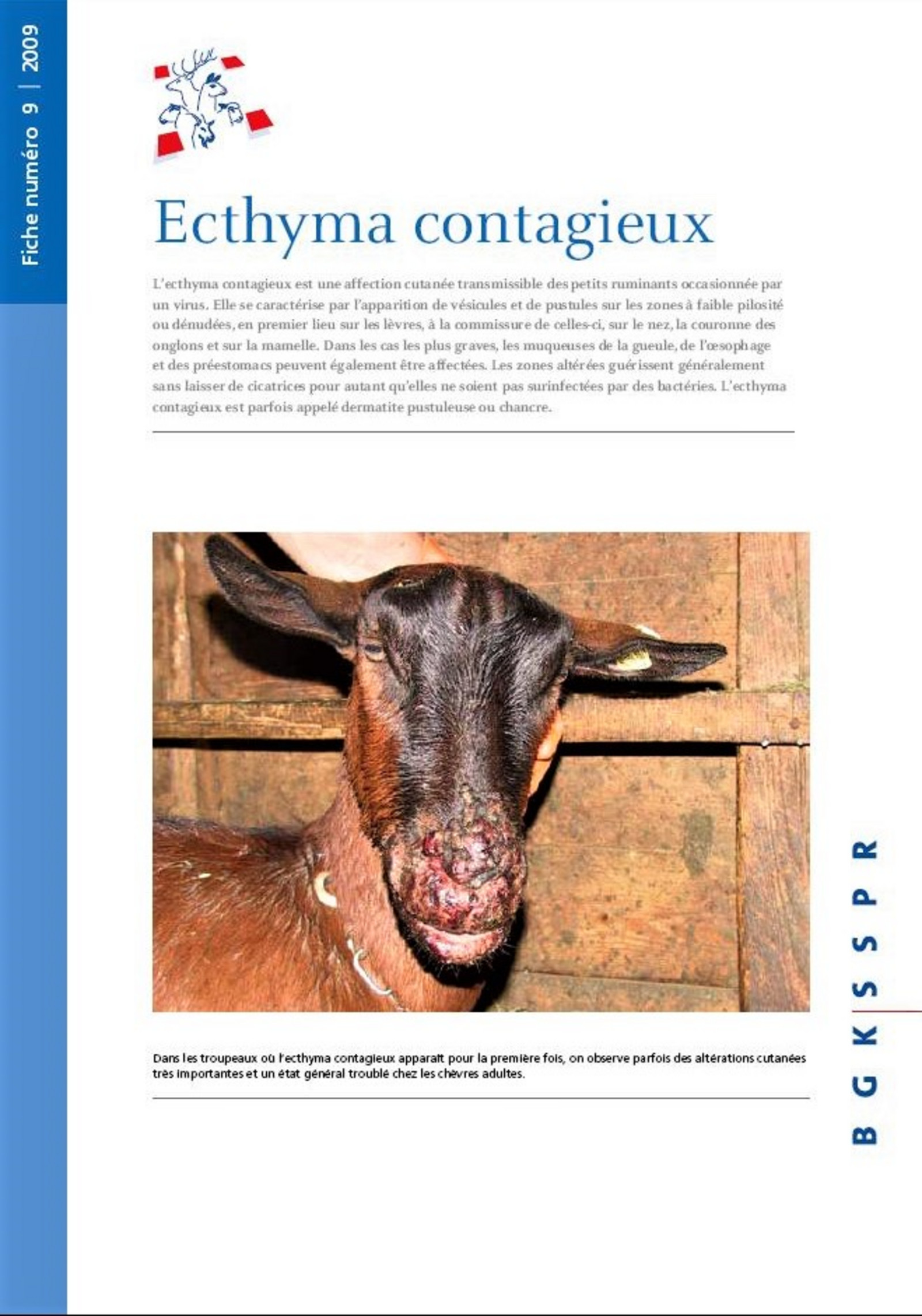 Fiche no. 9: Ecthyma contagieux | Beratungs- und Gesundheitsdienst für ...